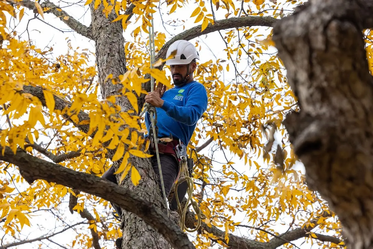 Skilled Tree Pruning crew working in Browns Mills