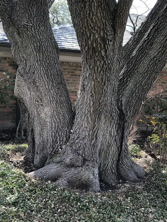 Mature heritage tree close to a Browns Mills property cared for by certified arborists